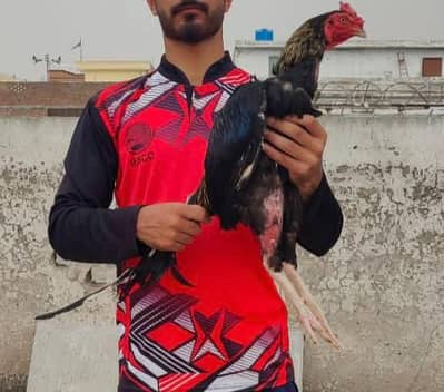 High quality aseel breeder mushka sawa video be avilible ha