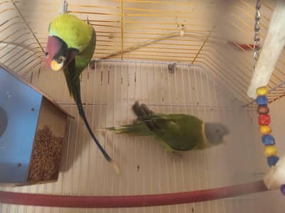 Plum Headed Pair