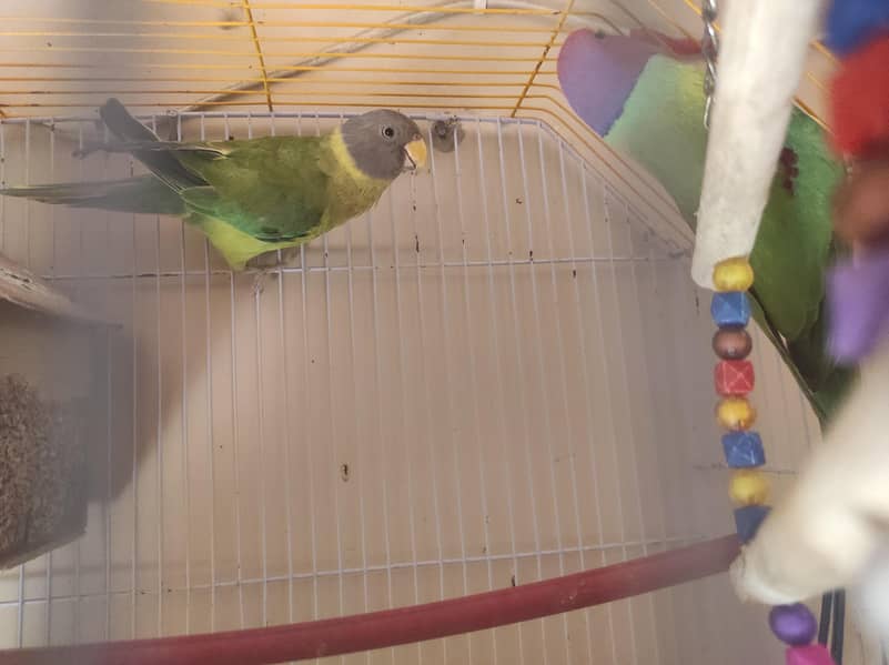 Plum Headed Pair 1