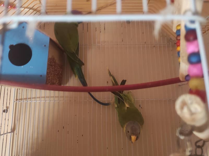 Plum Headed Pair 2