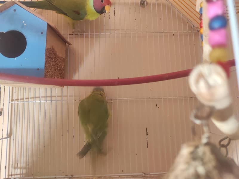 Plum Headed Pair 3