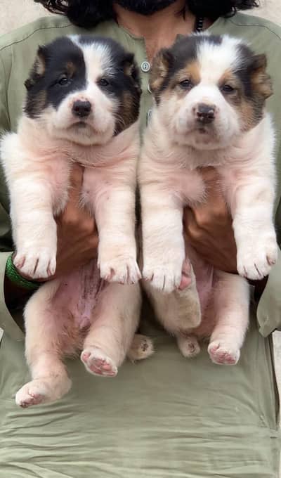 Afghan kouchi3months for sale