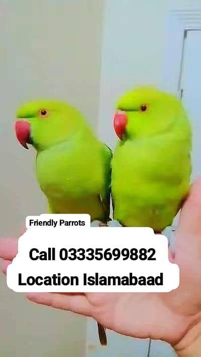 Single 5,500 Hand Tamed Friendly Green Ring Neck Parrot's Male/Female
