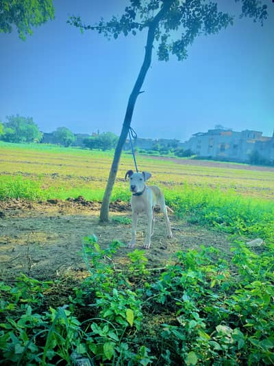 pure kohati gultair male