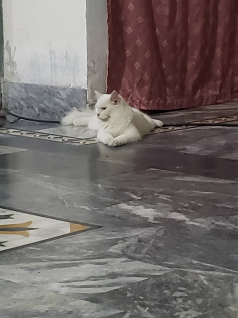 persion cats pair 2