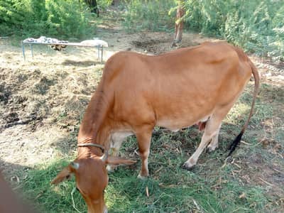Cholistani Cow