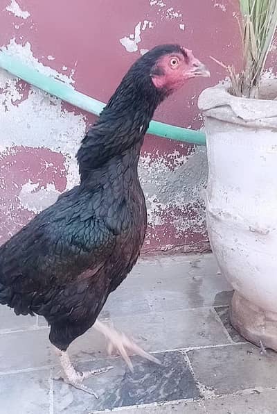 urgent for sale