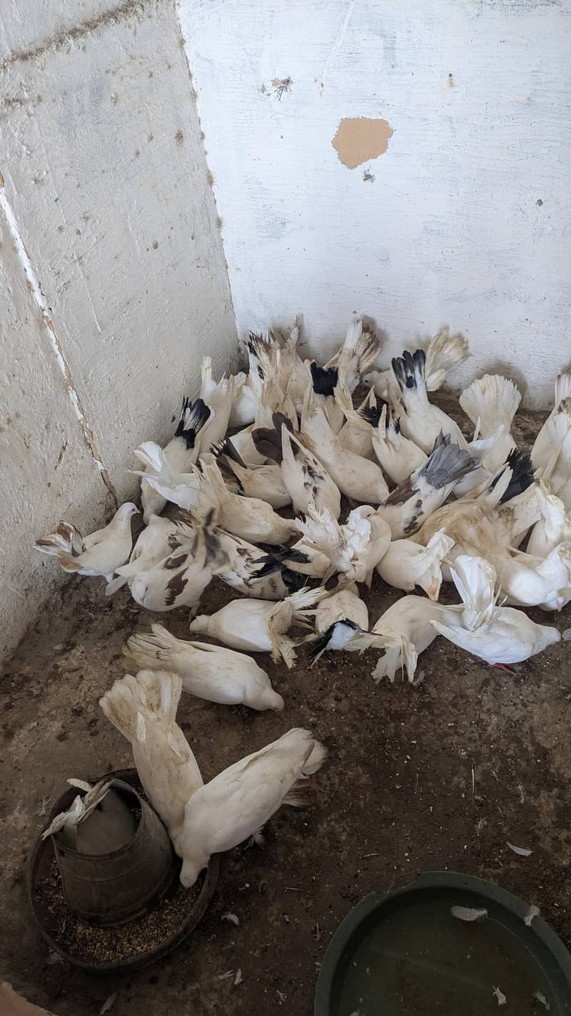 laka kabootar 6