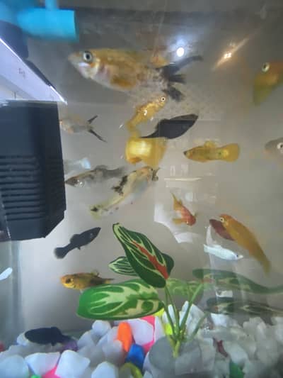 All colours