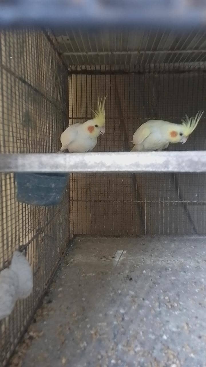 Cocktail 3