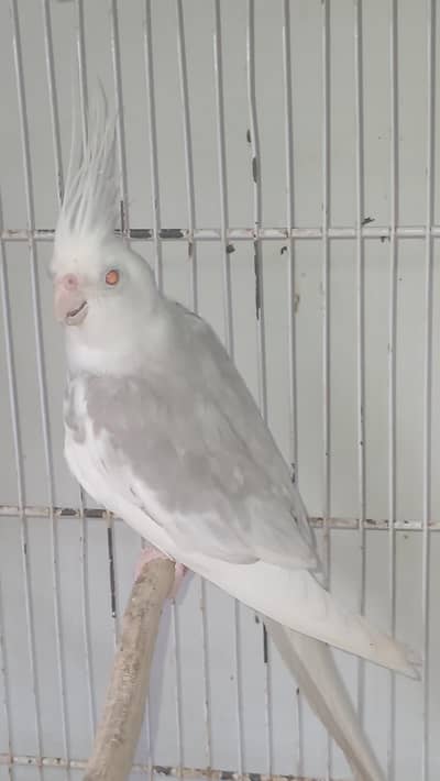 fellow and cream  cocktail male available
