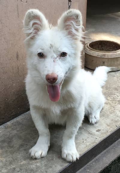 Russian puppy Age 6 month location Islamabad G 8