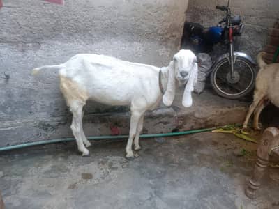 rajanpuri