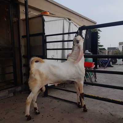 breeder bakra