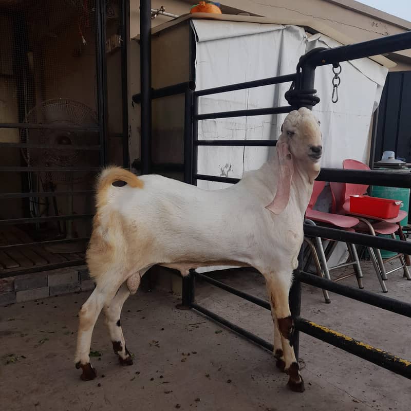 breeder bakra 1