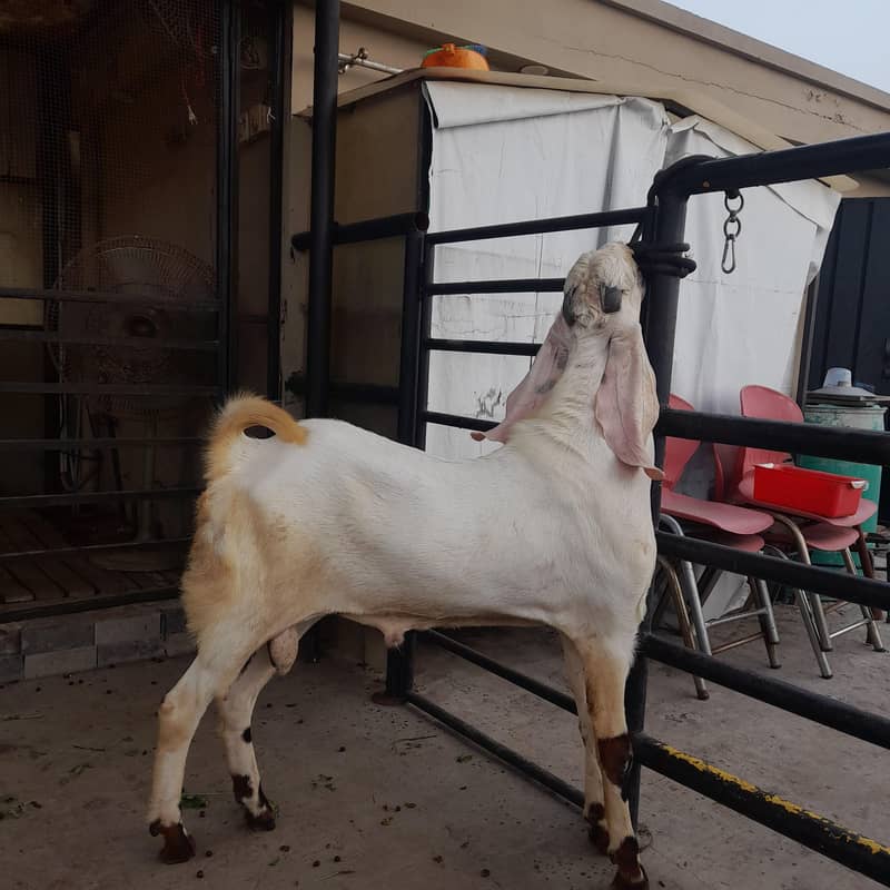 breeder bakra 2