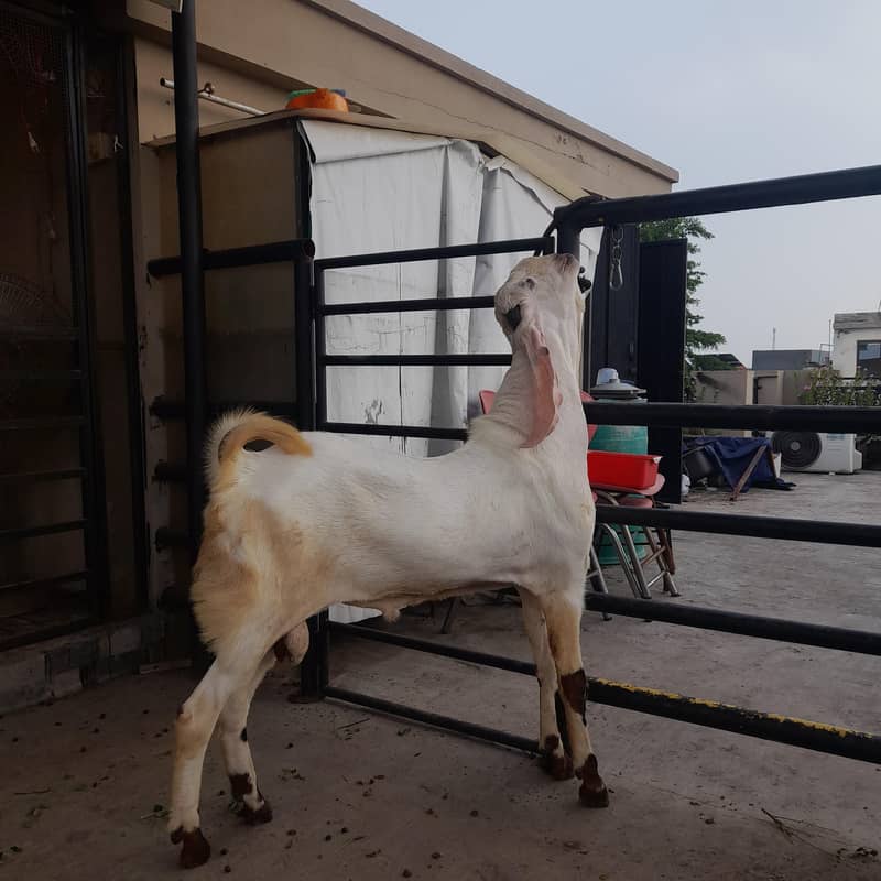 breeder bakra 3