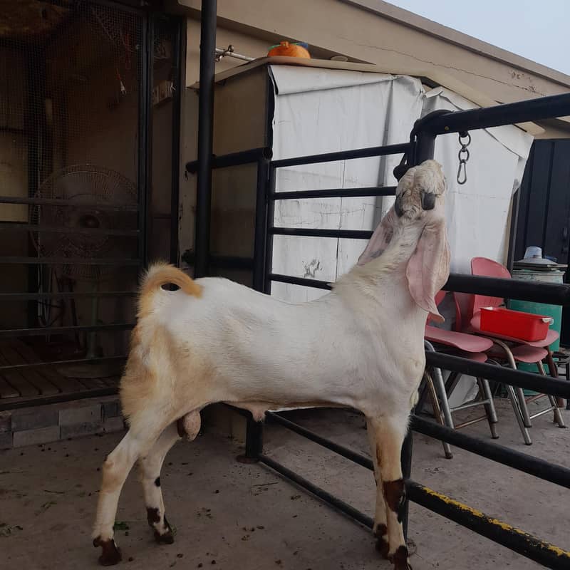 breeder bakra 4