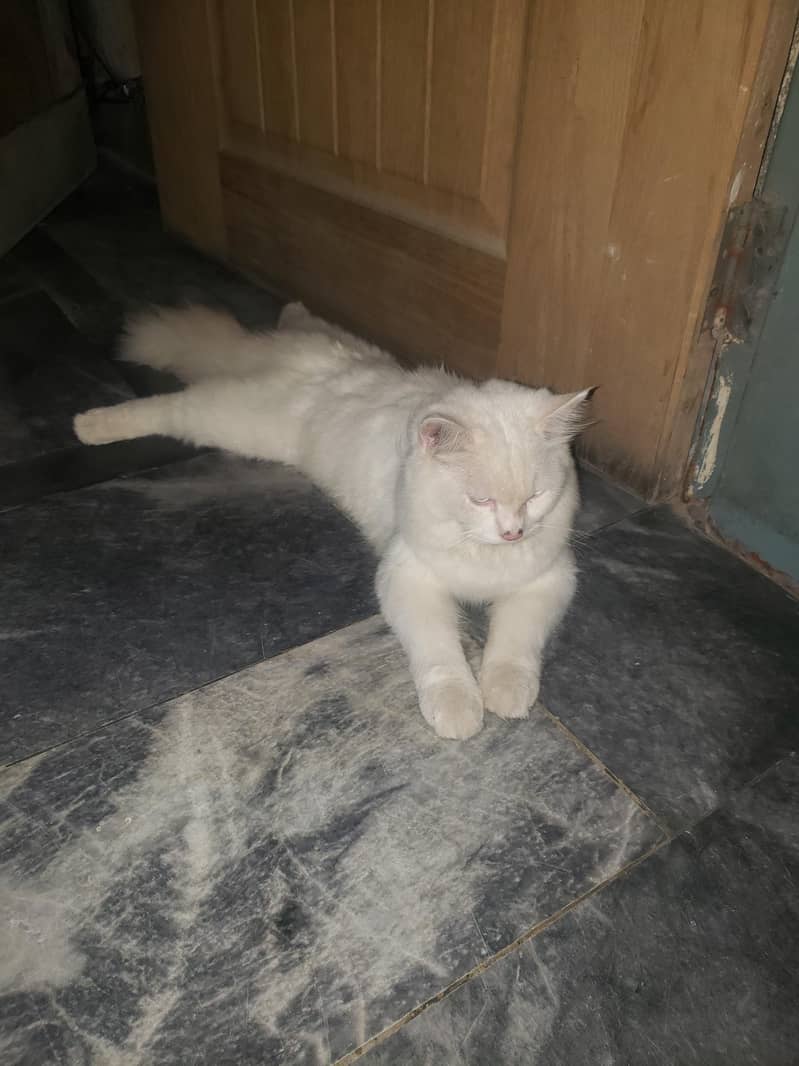 persion cats pair 4
