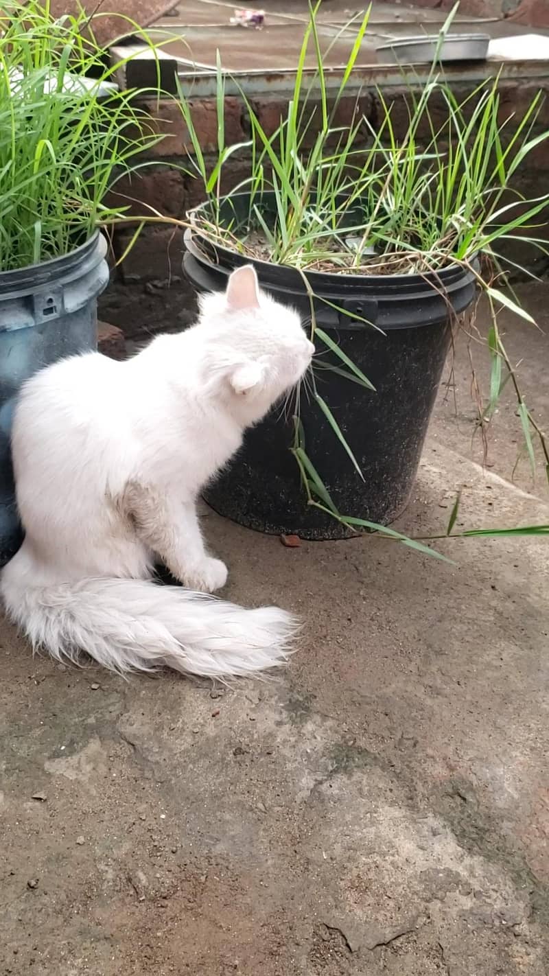 persion cats pair 1