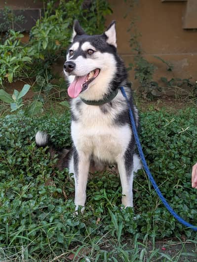 Pure Siberian Husky Female
