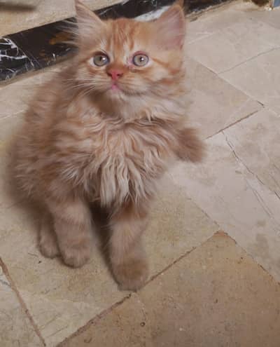 Four little cuties looking for a new home