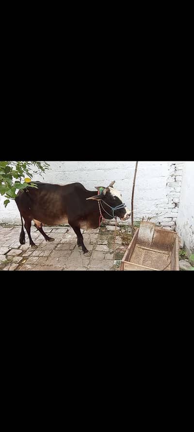 cow for sale