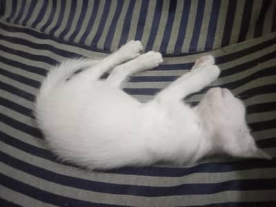 Persian Kittens for Sale