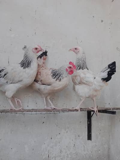Desi hens 03290705204 WhatsApp