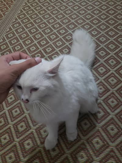 persion cats pair