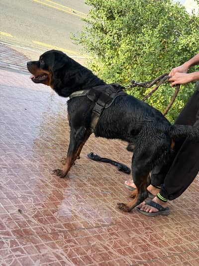 Rottweiler