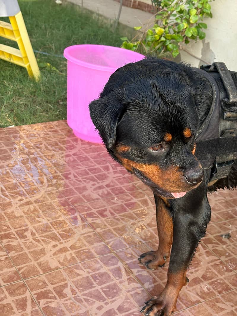 Rottweiler 1