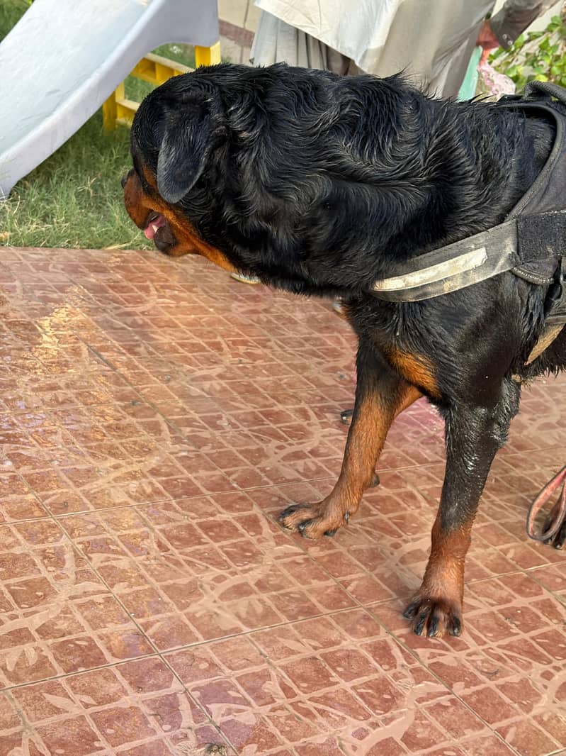 Rottweiler 2