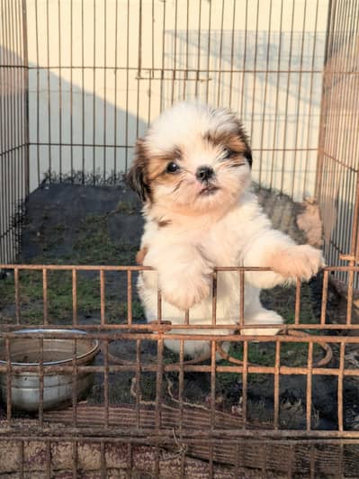 Top Quality Shihtzu Female Puppy