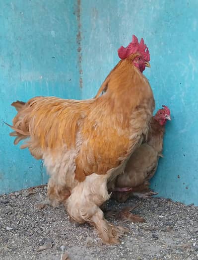 golden buff breeding pairs (qty-2)