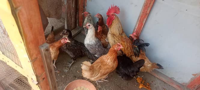 Dasi Murgiyan For Sale