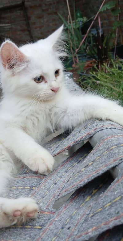 white Persian kitten