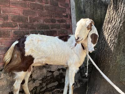 Betal bakri 2.5 year age