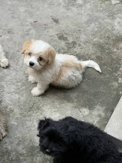 Coton de toulier