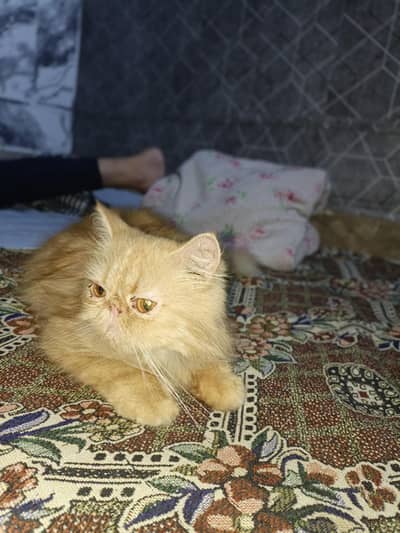 peki female pure peki cat play full argent sale