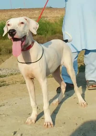 pure Bully female for sale available
