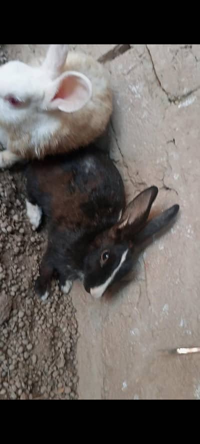 Rabbits Females Sale