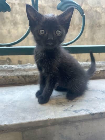 Black single coated Persian kitten for sale