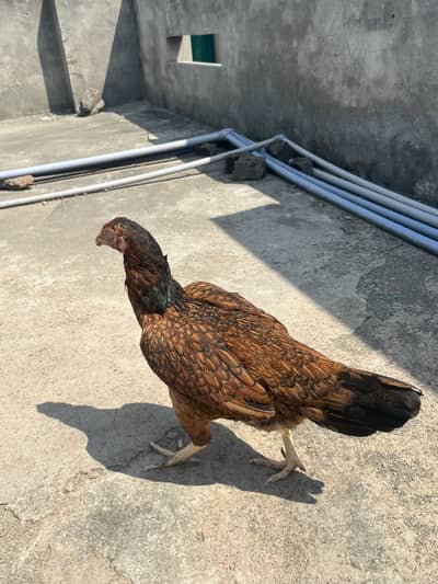 2 Aseel breeder hens 2500 per hen