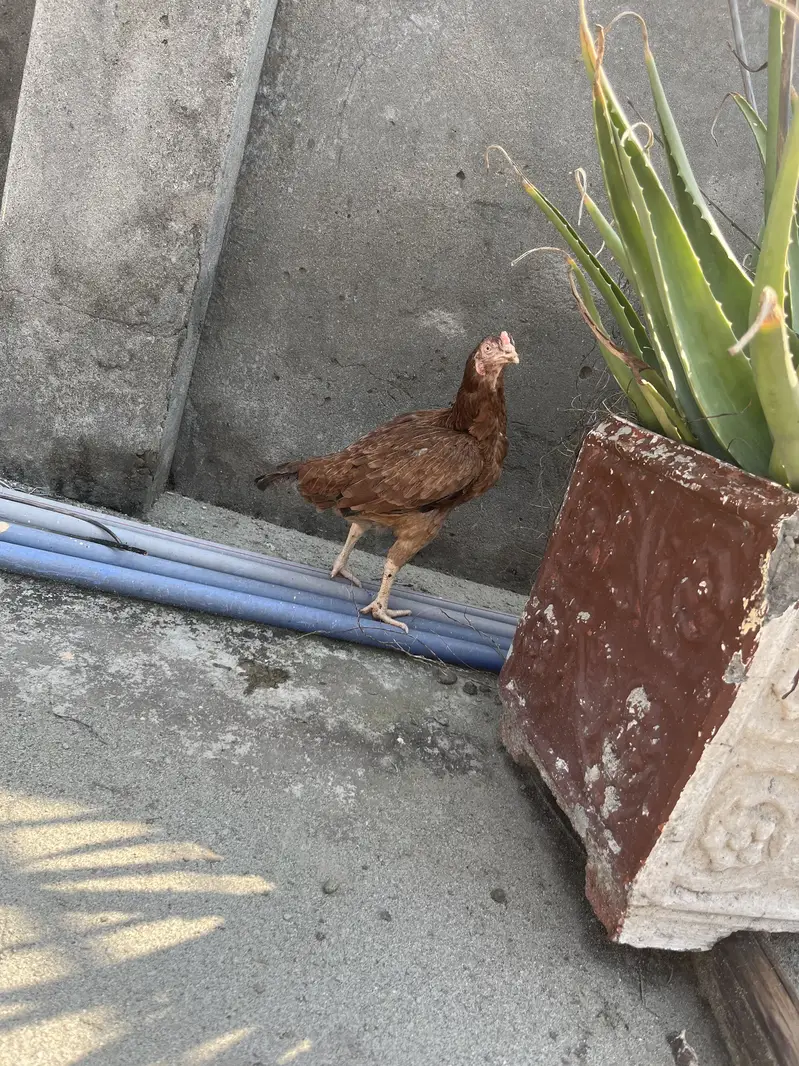 2 Aseel breeder hens 2500 per hen — photo 2