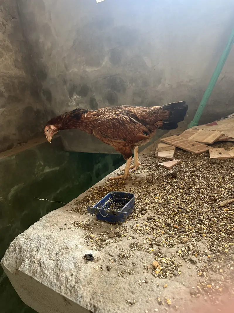 2 Aseel breeder hens 2500 per hen — photo 3