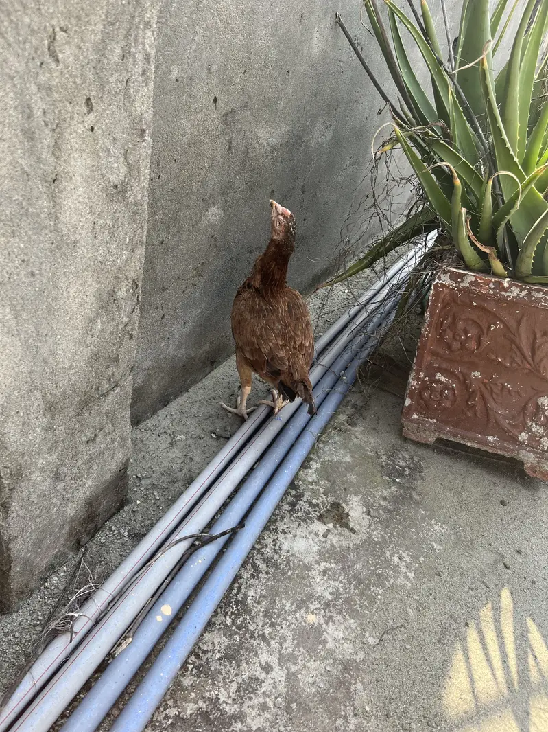 2 Aseel breeder hens 2500 per hen — photo 4