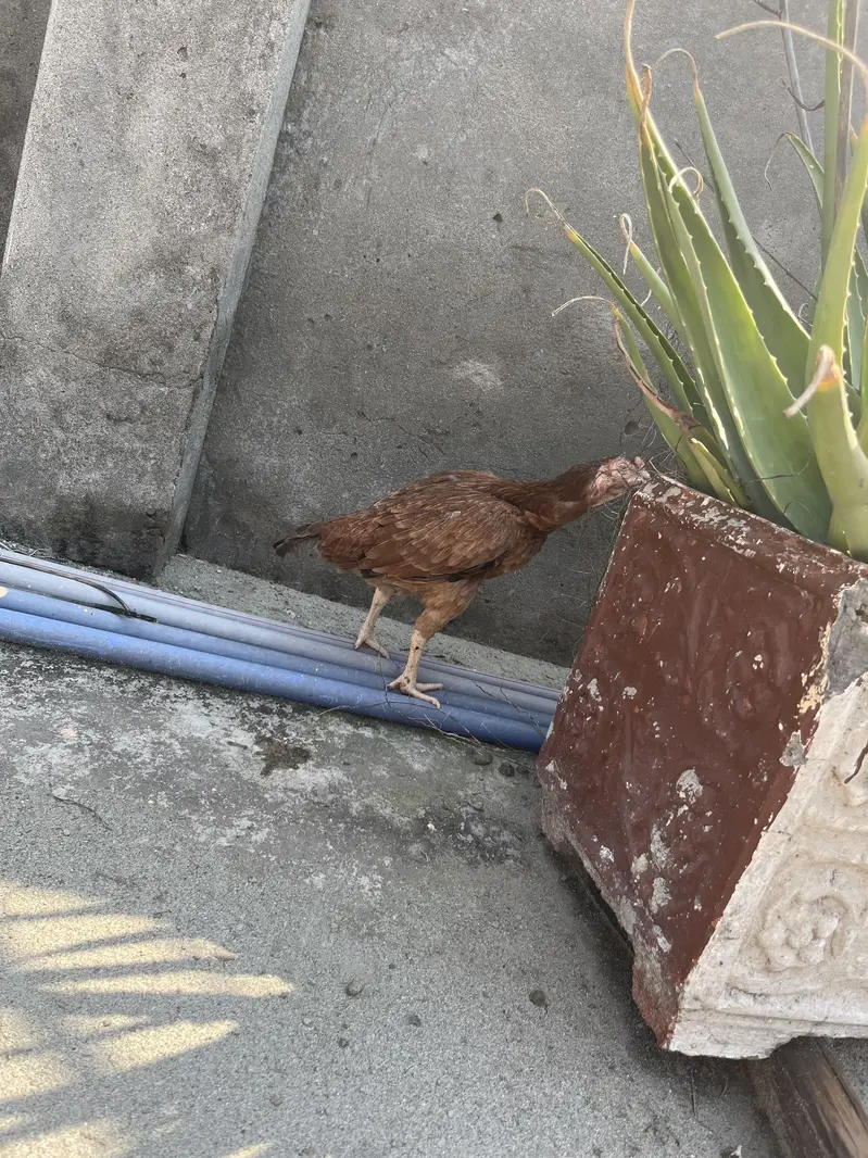 2 Aseel breeder hens 2500 per hen — photo 6