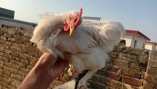 White Bantam Chicks For Sale