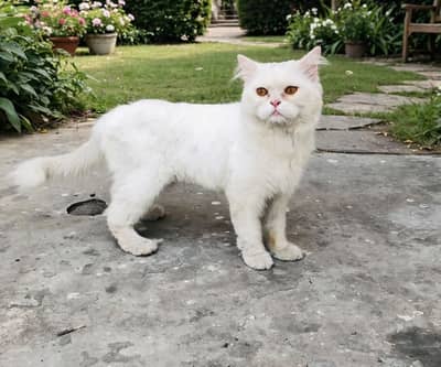 Persian Cat male